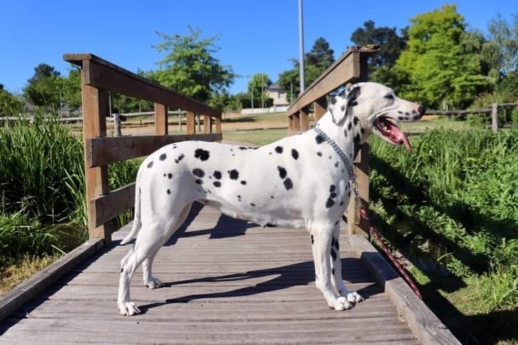 Les Dalmatien de l'affixe Du Verger Des Beaurepaires