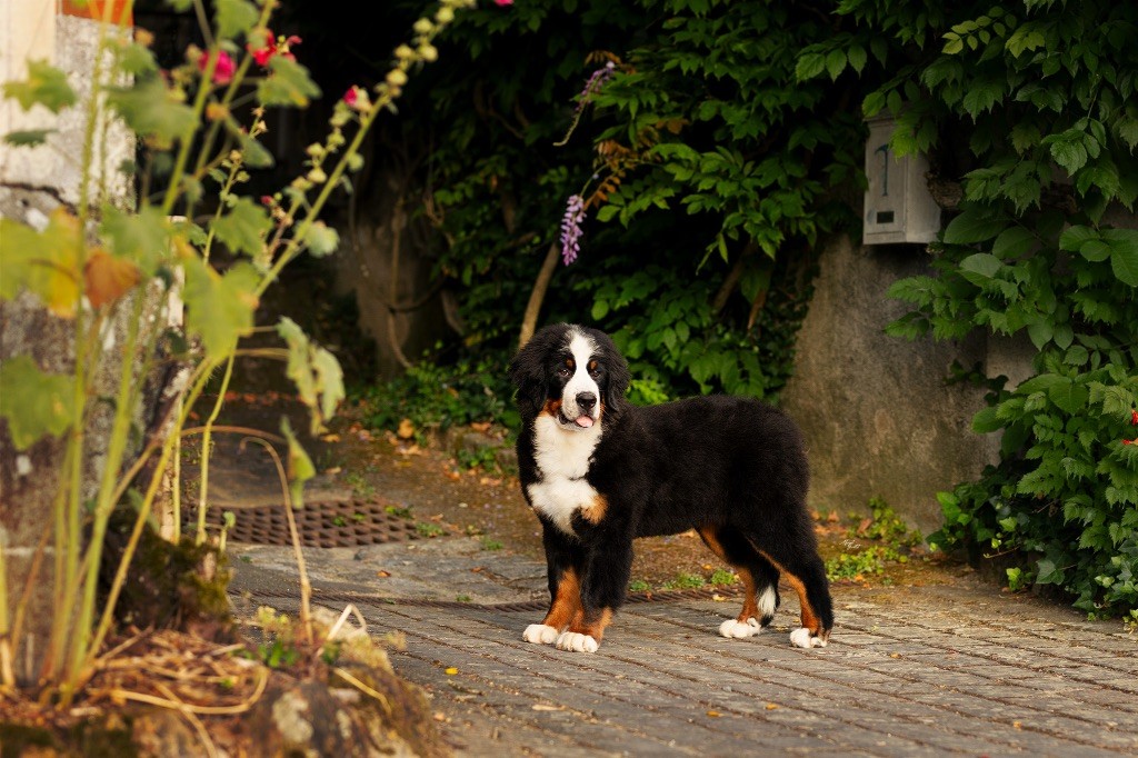 Umy-black-cherry Du Verger Des Beaurepaires