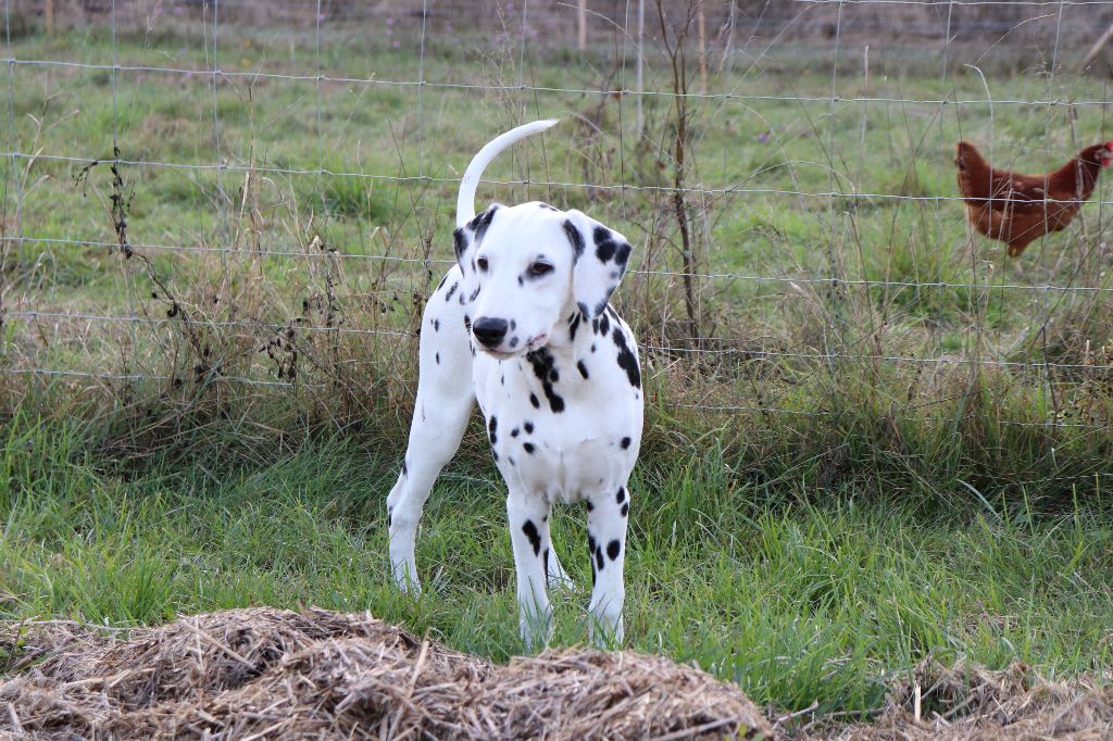 O'nina Des Quatre Korrigans