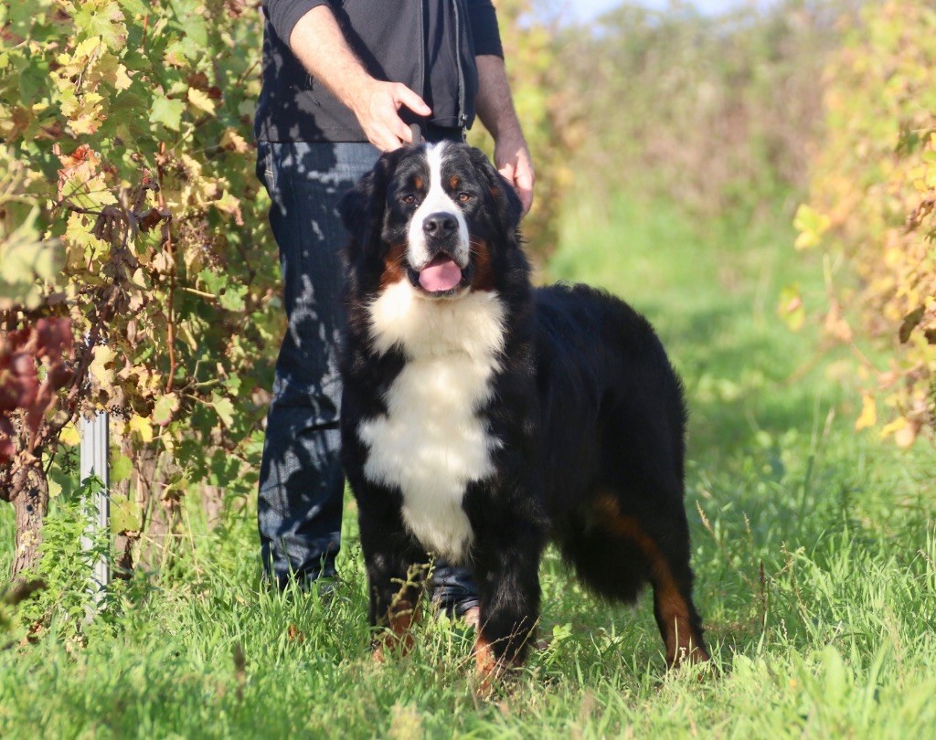 Umy-black-cherry Du Verger Des Beaurepaires