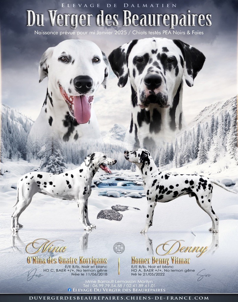 Du Verger Des Beaurepaires - Chiot disponible  - Dalmatien