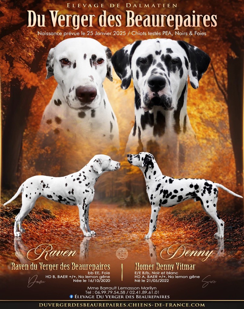 Du Verger Des Beaurepaires - Chiot disponible  - Dalmatien