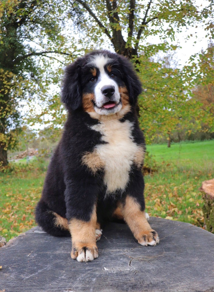 chiot Bouvier Bernois Du Verger Des Beaurepaires