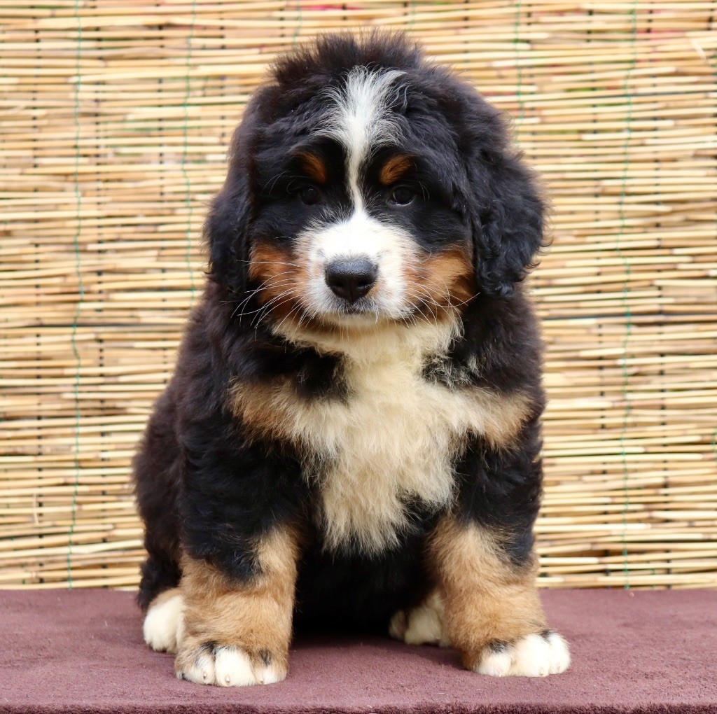 chiot Bouvier Bernois Du Verger Des Beaurepaires