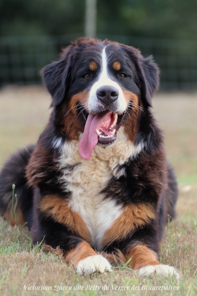 Victorious queen Du Verger Des Beaurepaires