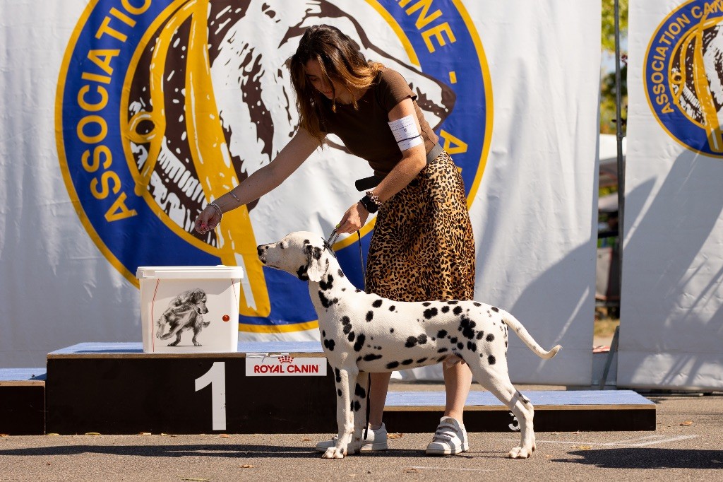 After magic night Of A Majestic Spotted White