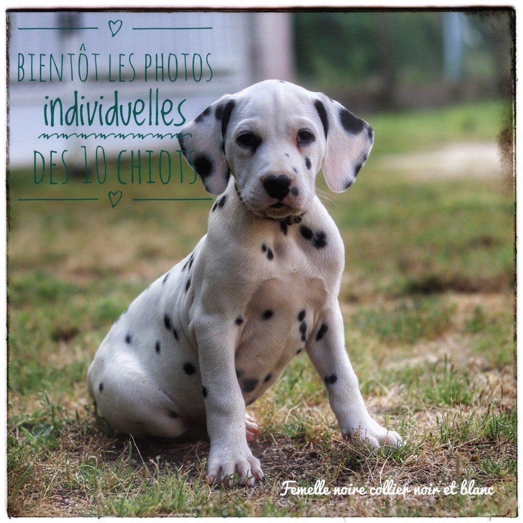 Du Verger Des Beaurepaires - Bientôt des photos individuelles des 10 chiots