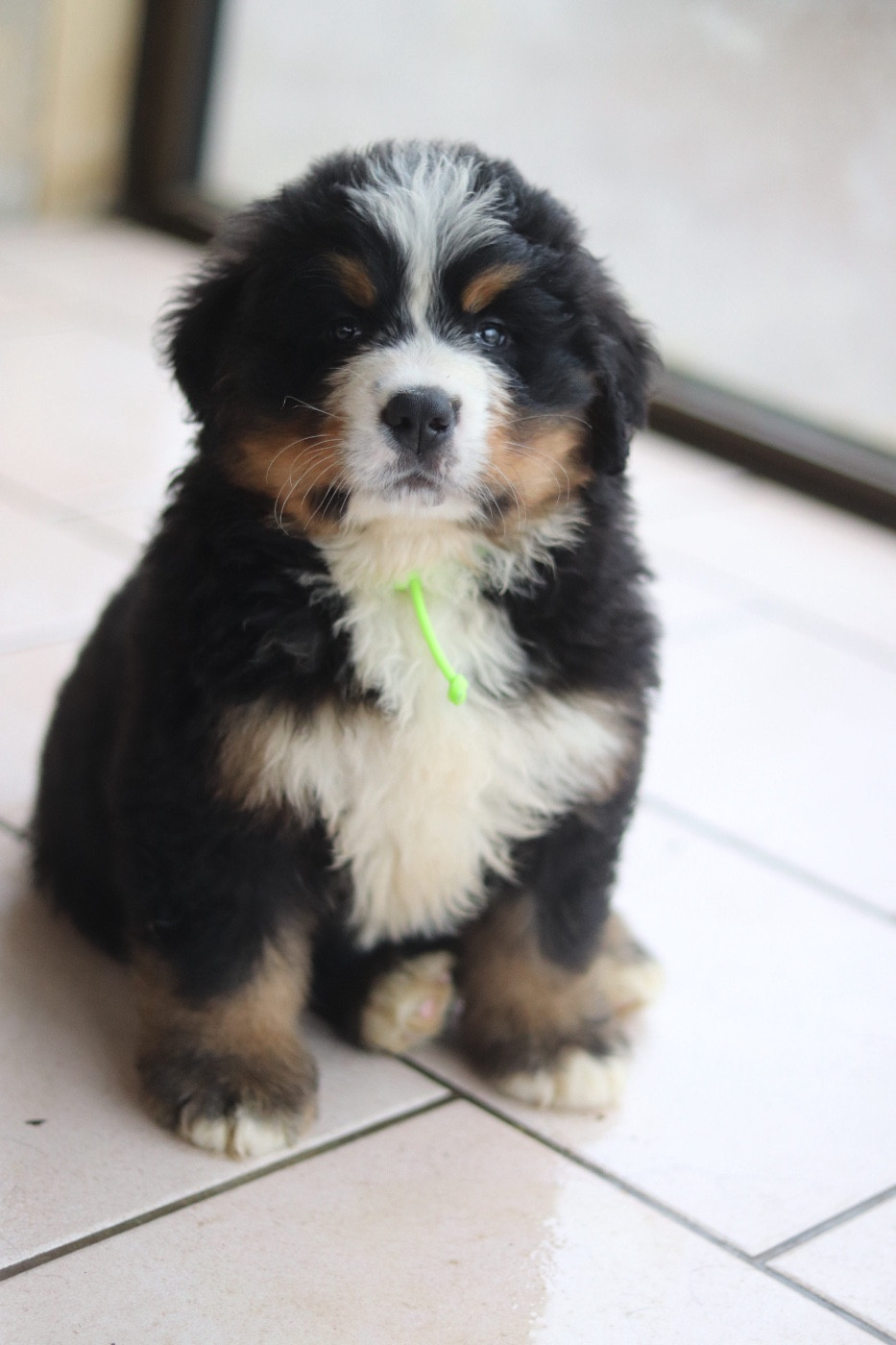 2 jolis chiots mâles disponibles