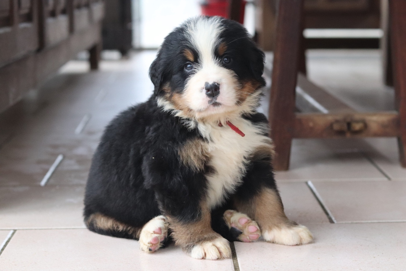 3 chiot femelles et 1 mâle de disponibles