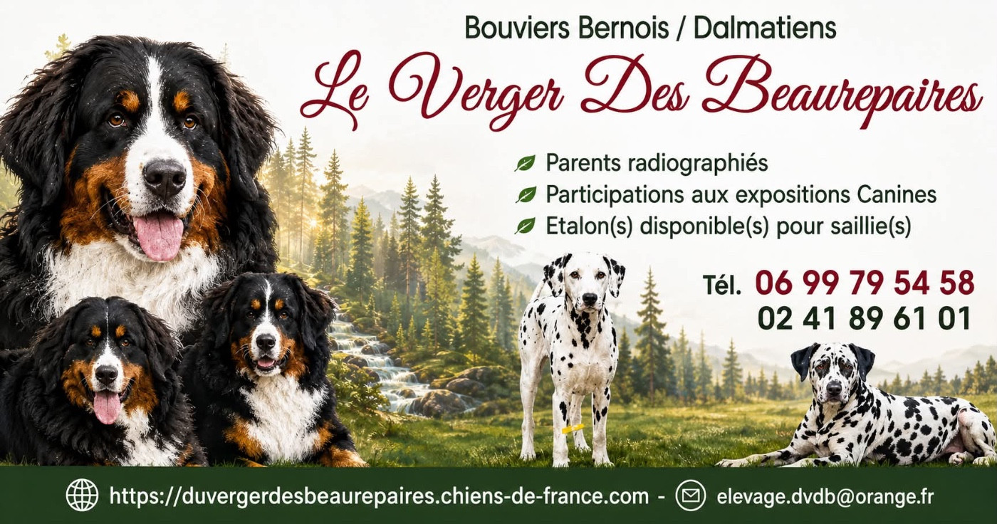 1 chiot femelle encore disponible