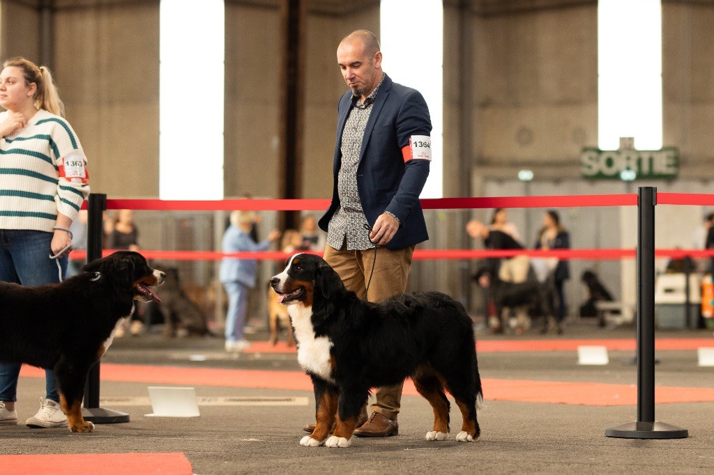 Cacib Poitiers- Spéciale de Race