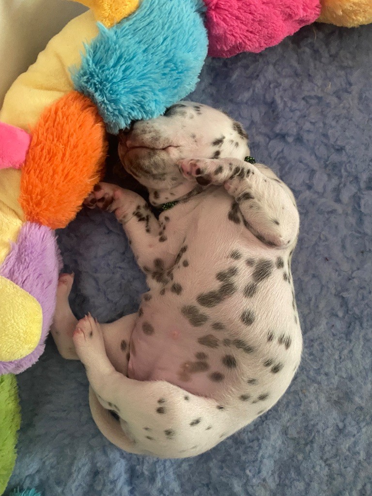 Chiots disponibles à la réservation 