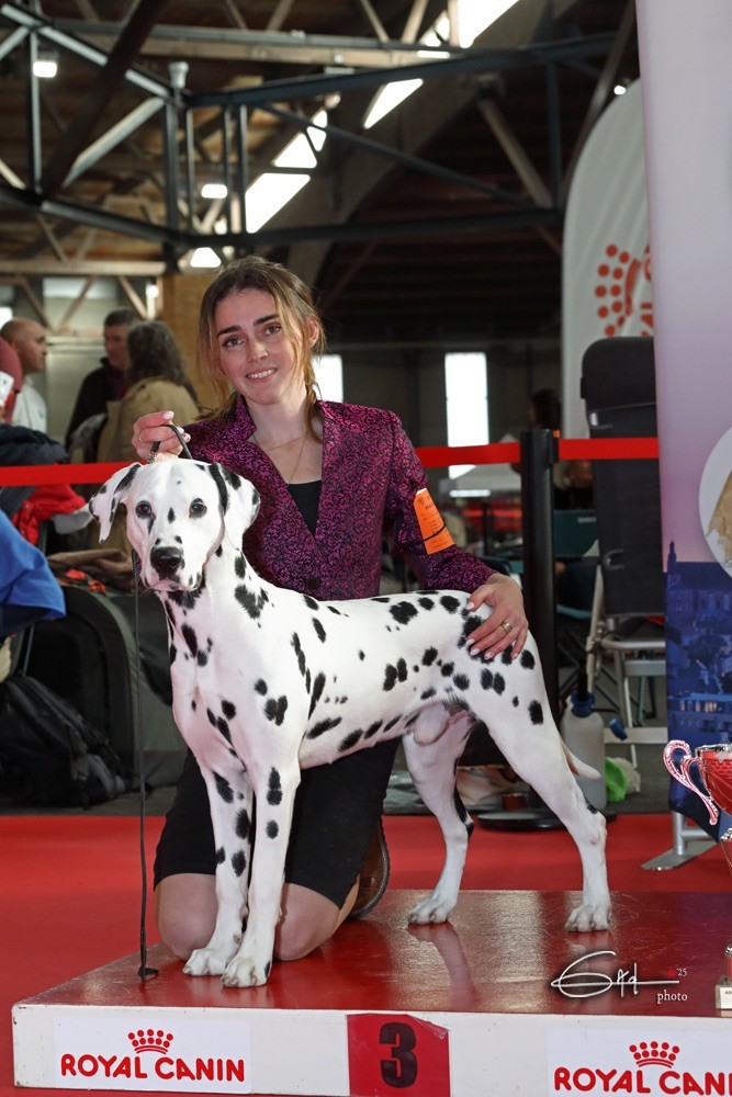 Du Verger Des Beaurepaires - Exposition CACS Angers ( 49)