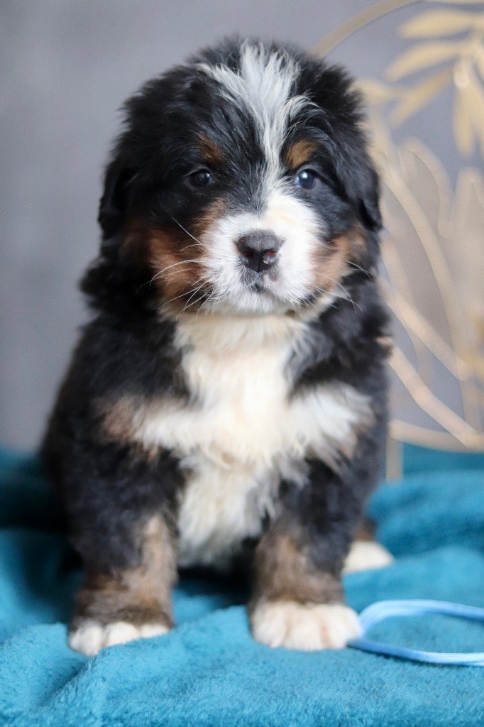 Du Verger Des Beaurepaires - Chiots disponibles - Bouvier Bernois