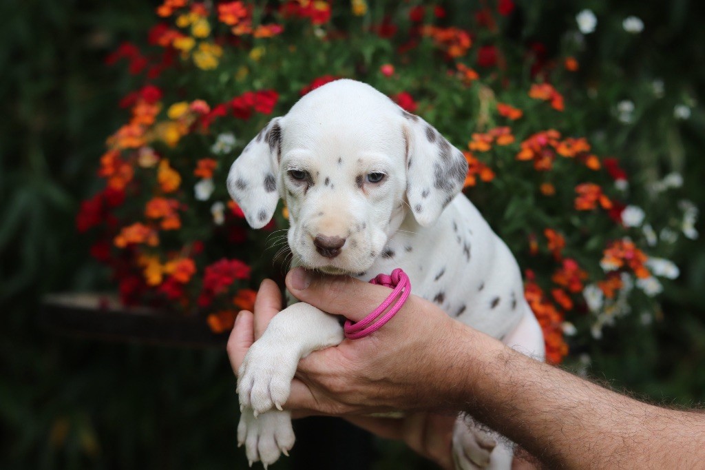 Du Verger Des Beaurepaires - Chiots disponibles - Dalmatien