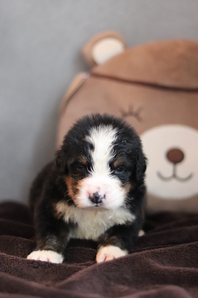 Du Verger Des Beaurepaires - Chiots disponibles - Bouvier Bernois