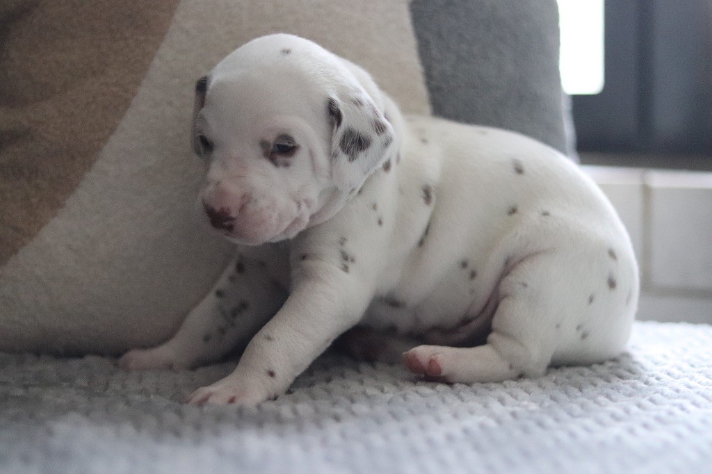 Du Verger Des Beaurepaires - Chiots disponibles - Dalmatien