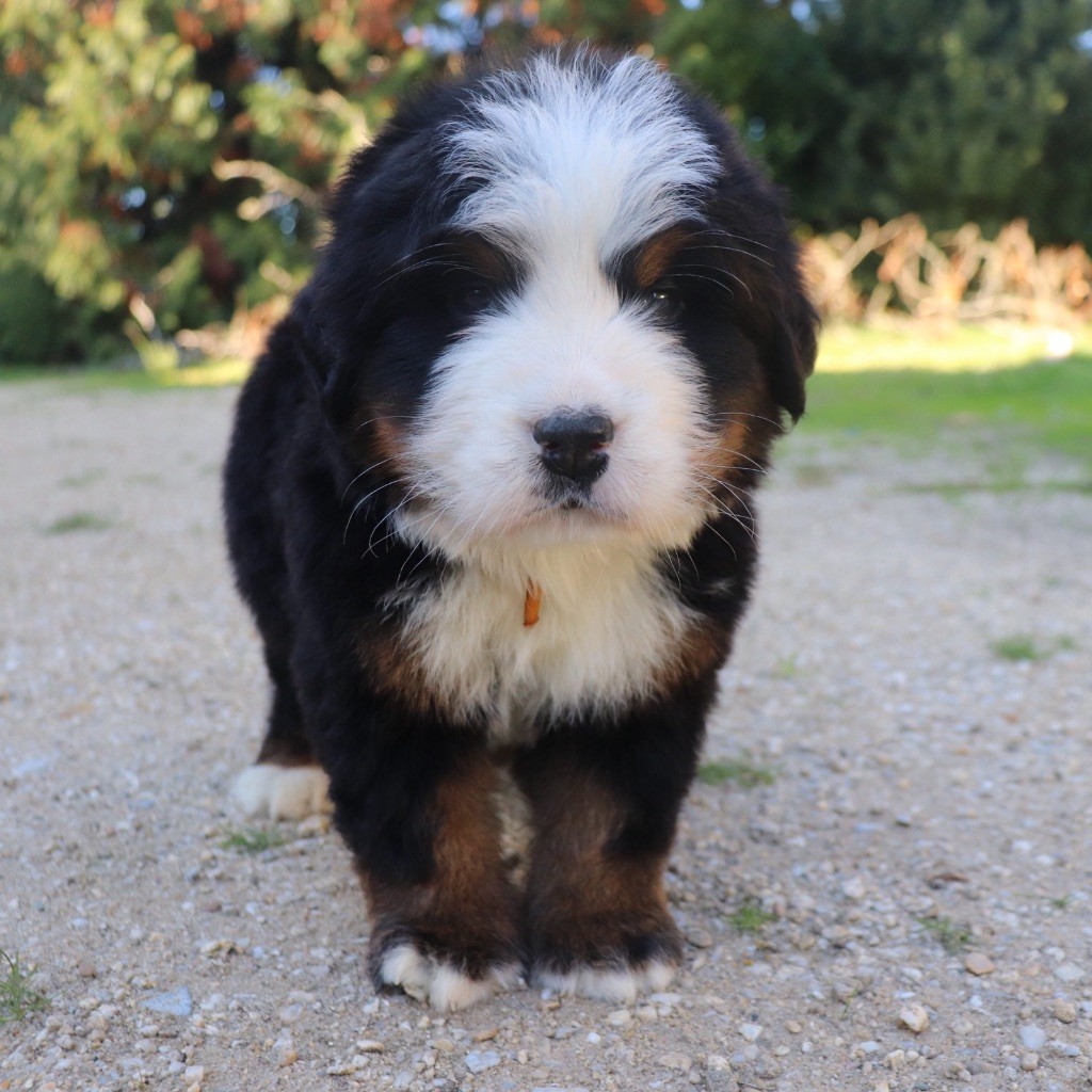 Du Verger Des Beaurepaires - Chiots disponibles - Bouvier Bernois