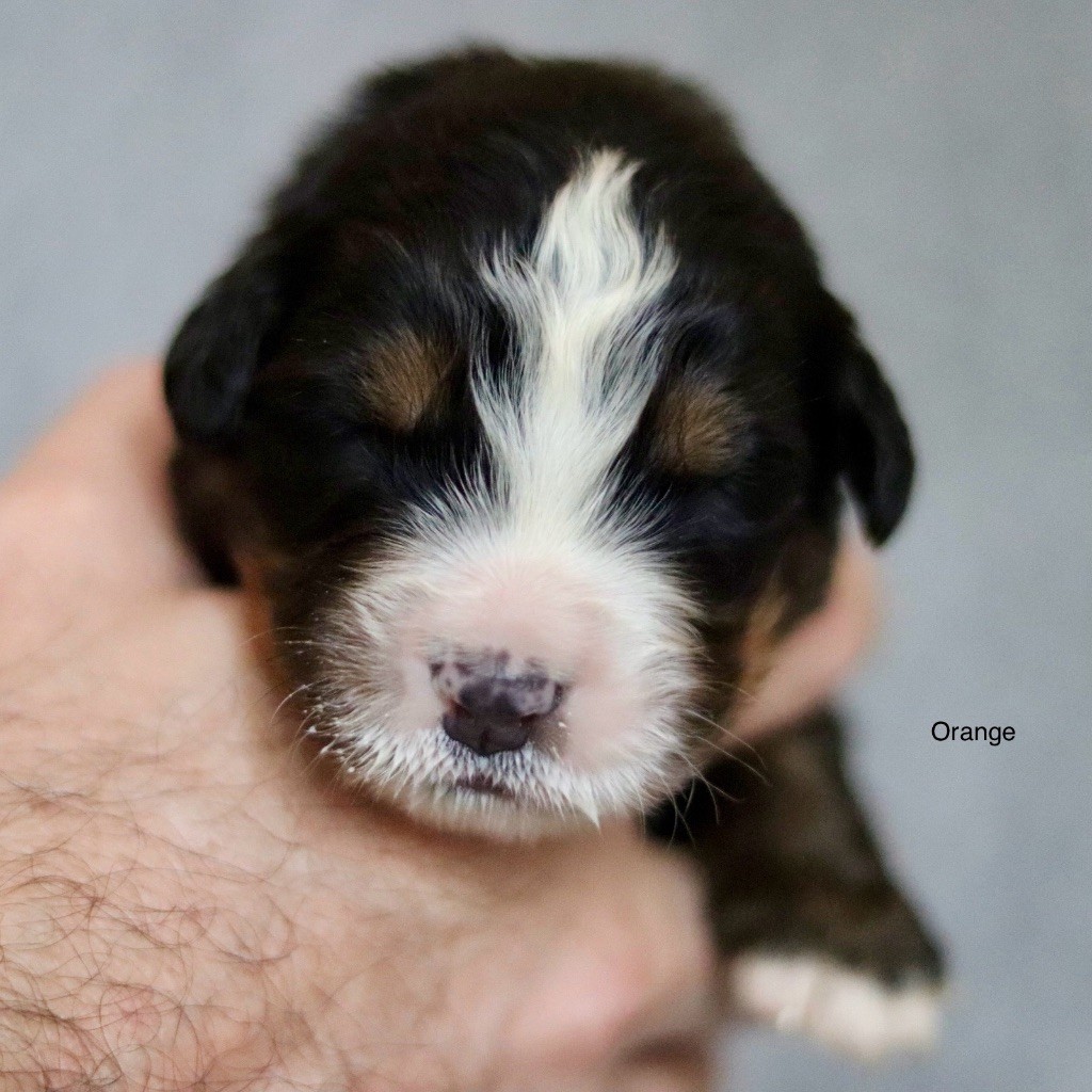 Du Verger Des Beaurepaires - Chiots disponibles - Bouvier Bernois