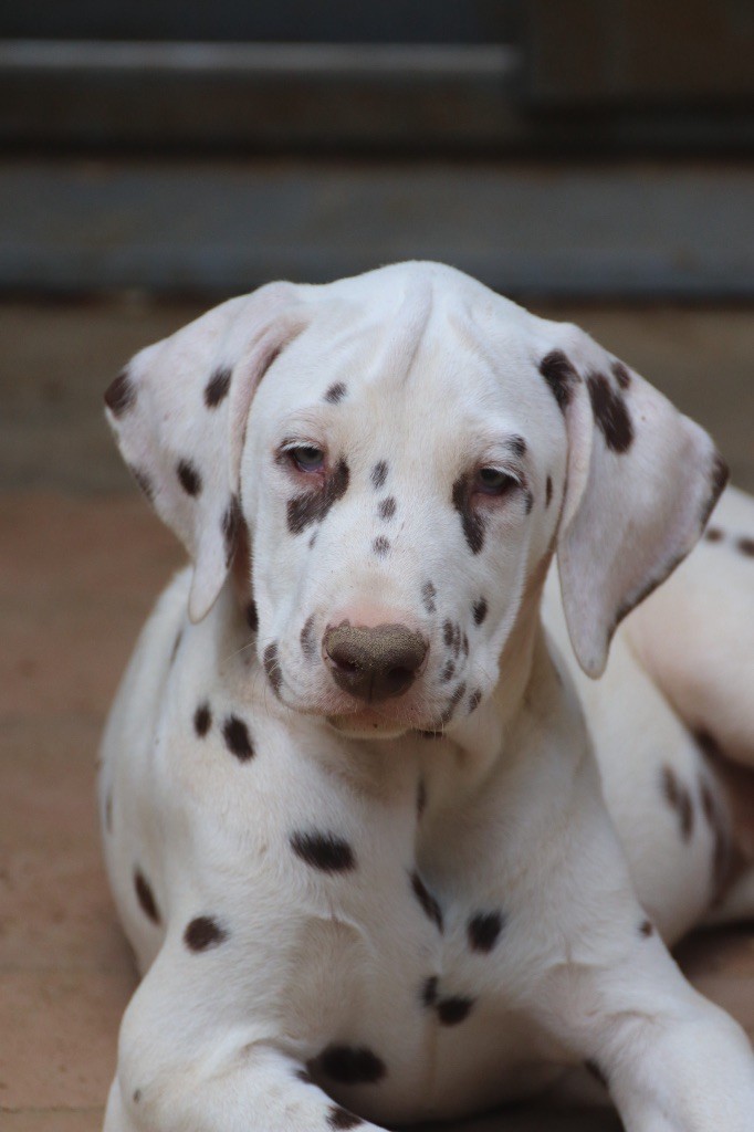 Du Verger Des Beaurepaires - Chiots disponibles - Dalmatien