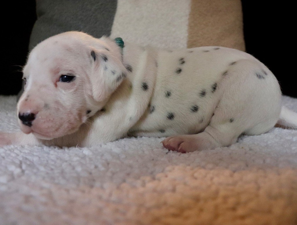 Du Verger Des Beaurepaires - Chiots disponibles - Dalmatien