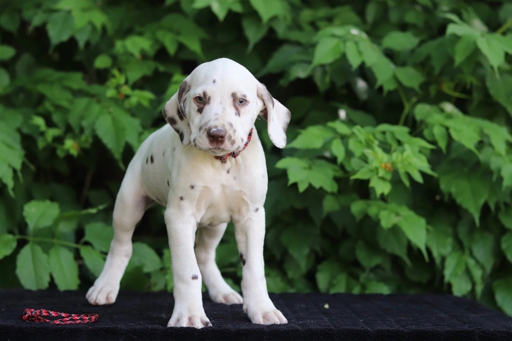Du Verger Des Beaurepaires - Chiots disponibles - Dalmatien