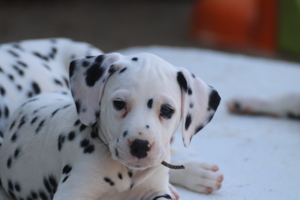 Du Verger Des Beaurepaires - Dalmatien - Portée née le 31/05/2024