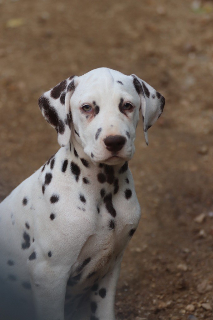 Chiot Dalmatien Du Verger Des Beaurepaires