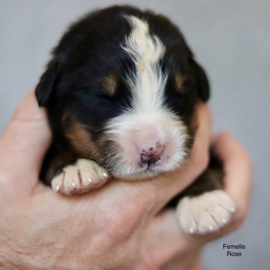 Du Verger Des Beaurepaires - Chiots disponibles - Bouvier Bernois