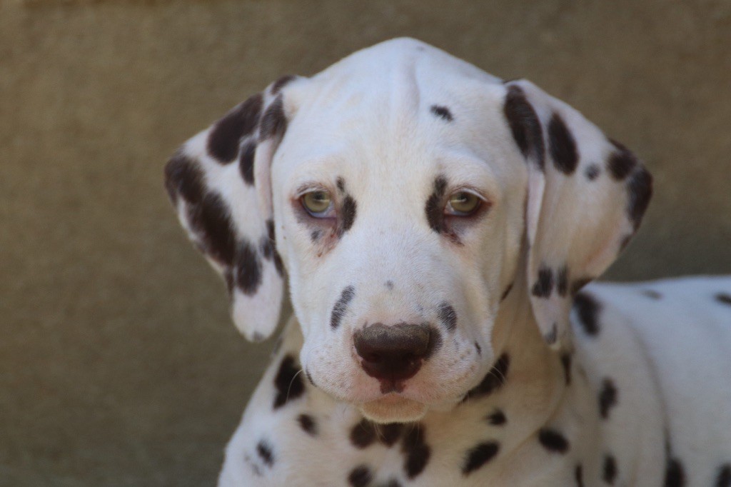 Du Verger Des Beaurepaires - Chiots disponibles - Dalmatien