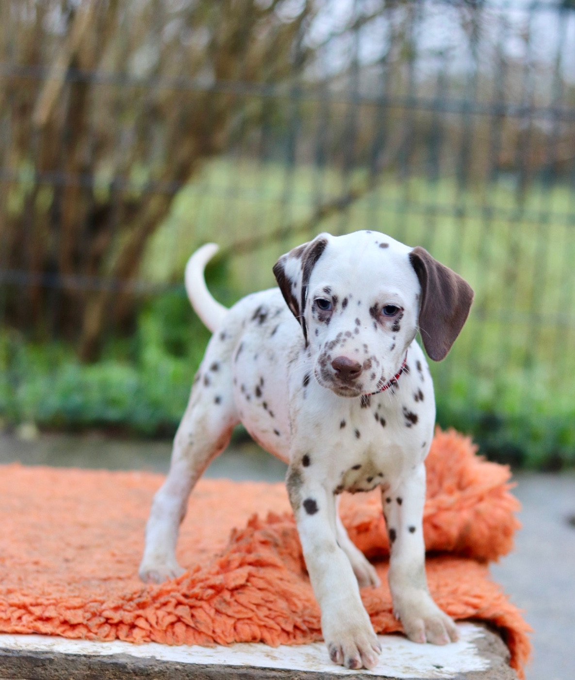 Du Verger Des Beaurepaires - Dalmatien - Portée née le 10/10/2025