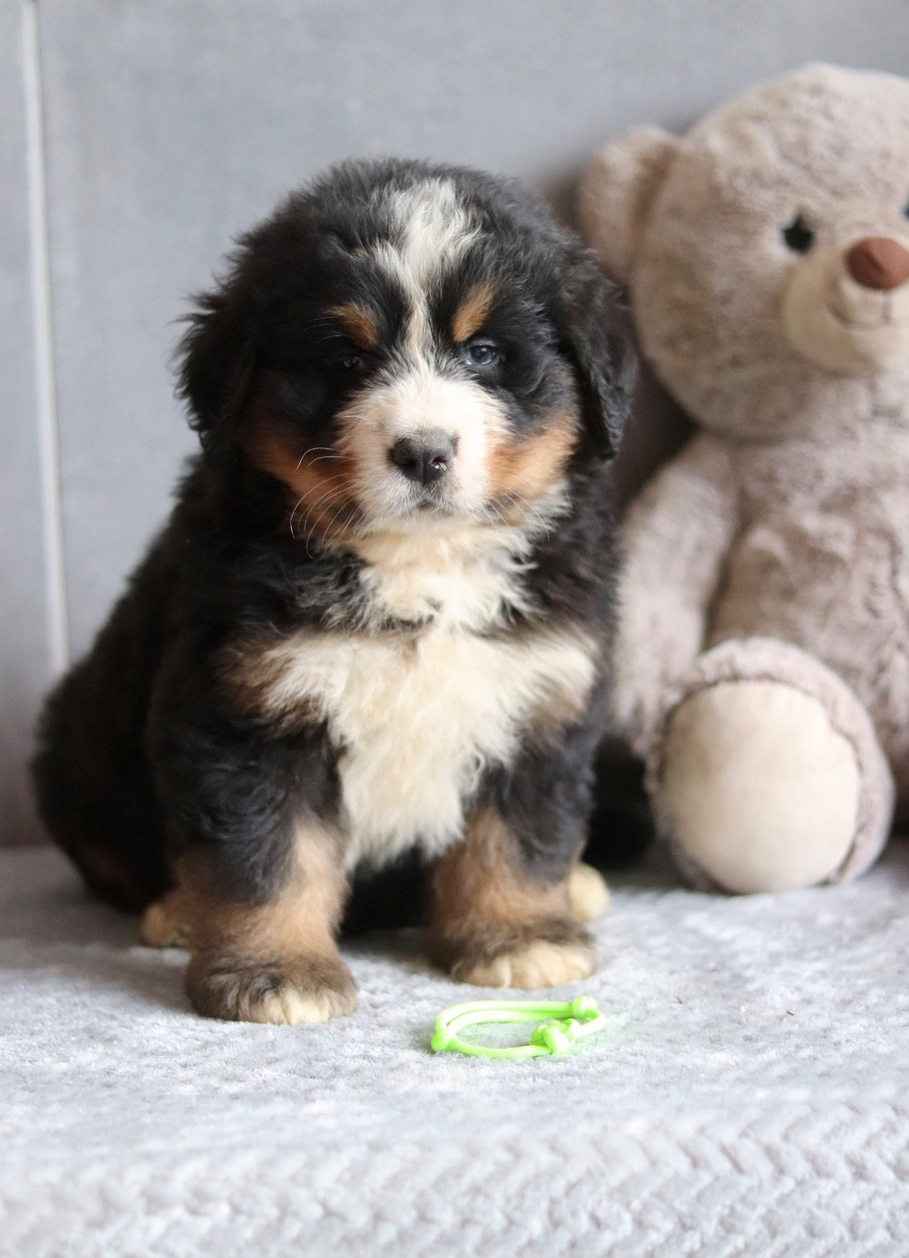 Du Verger Des Beaurepaires - Chiots disponibles - Bouvier Bernois