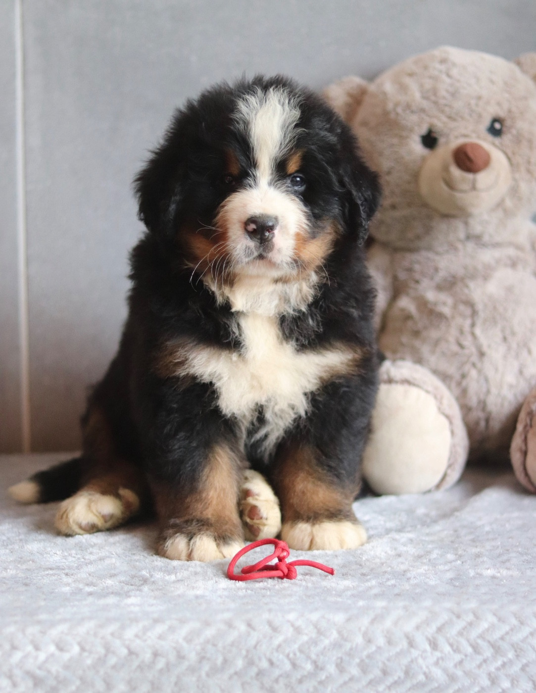 Du Verger Des Beaurepaires - Chiots disponibles - Bouvier Bernois