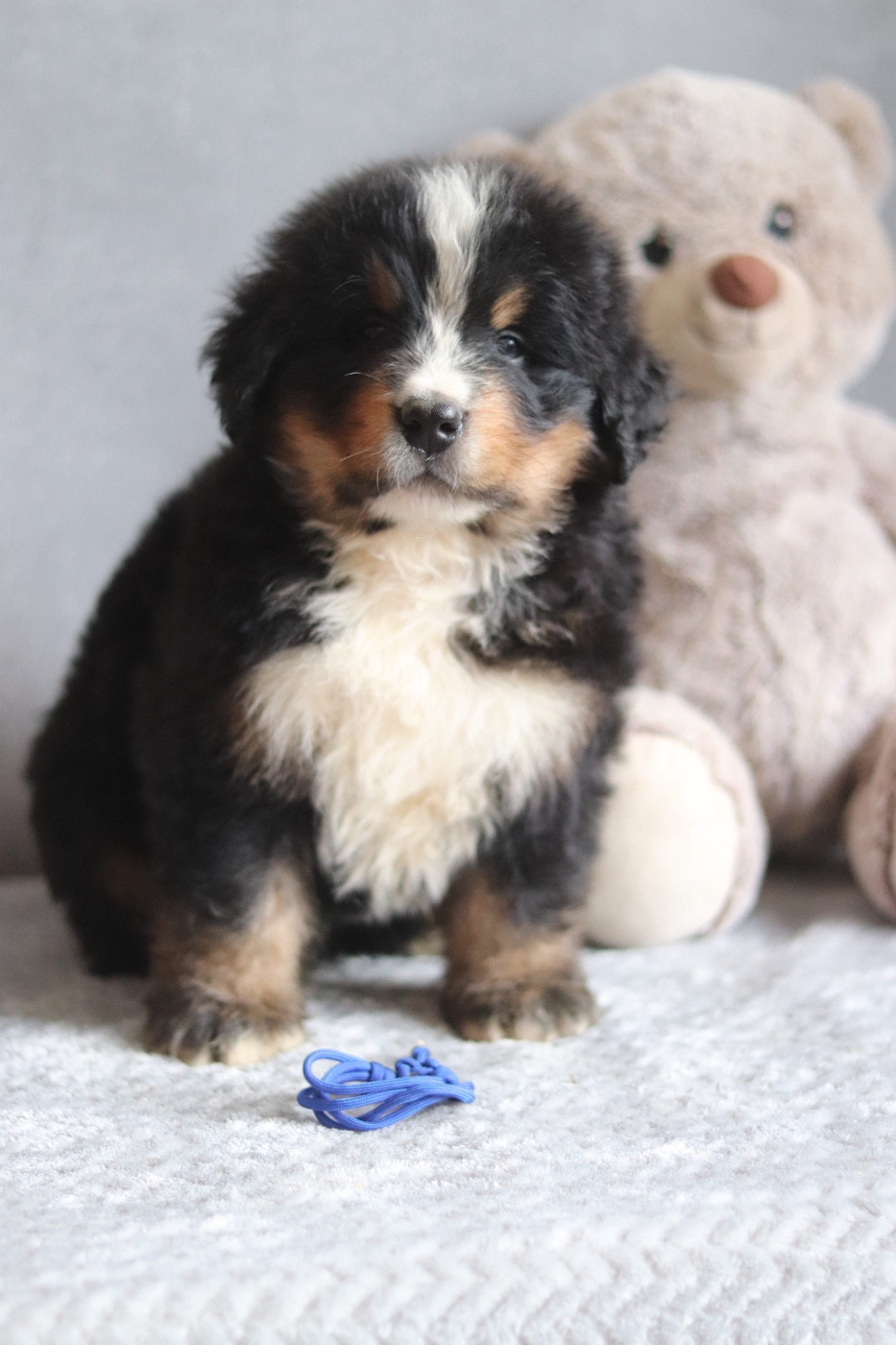 Du Verger Des Beaurepaires - Chiots disponibles - Bouvier Bernois