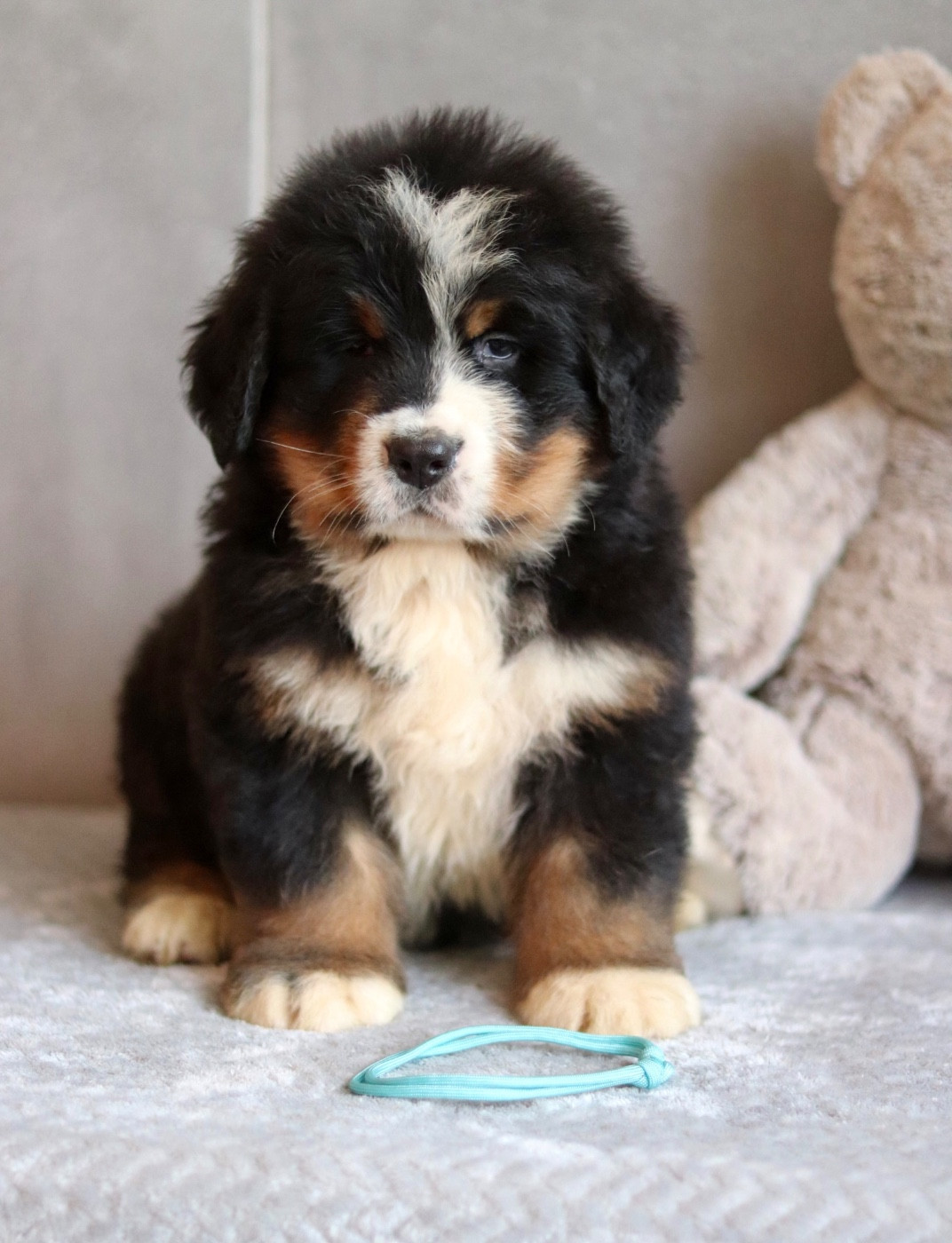 Du Verger Des Beaurepaires - Chiots disponibles - Bouvier Bernois