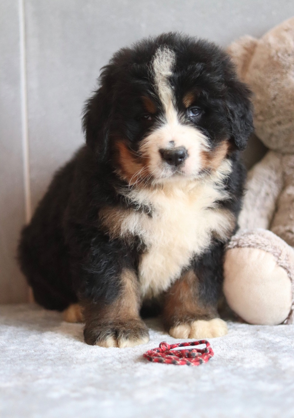 Du Verger Des Beaurepaires - Chiots disponibles - Bouvier Bernois