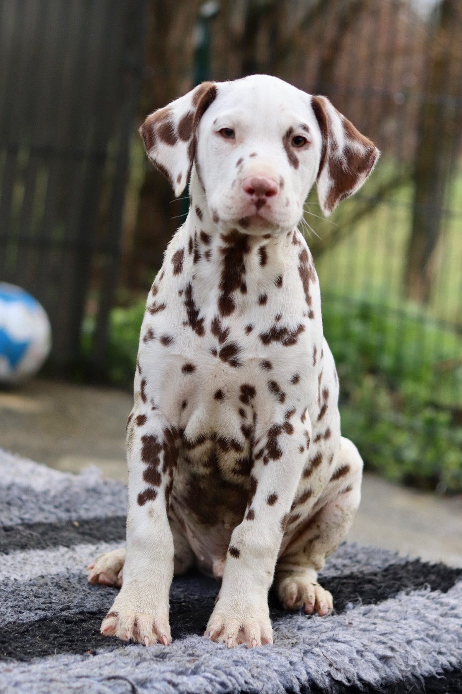Du Verger Des Beaurepaires - Chiots disponibles - Dalmatien