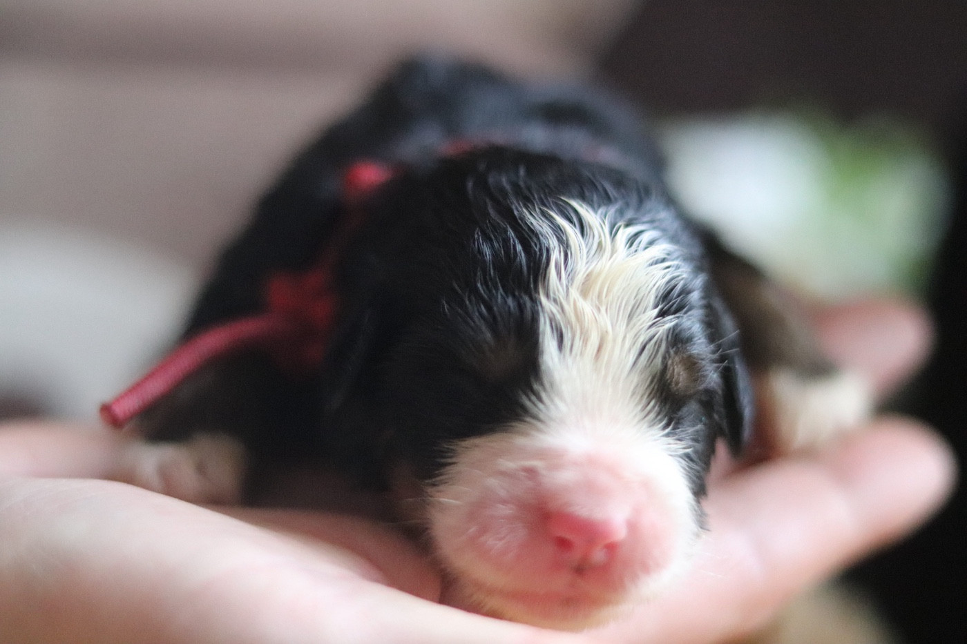 Du Verger Des Beaurepaires - Chiots disponibles - Bouvier Bernois