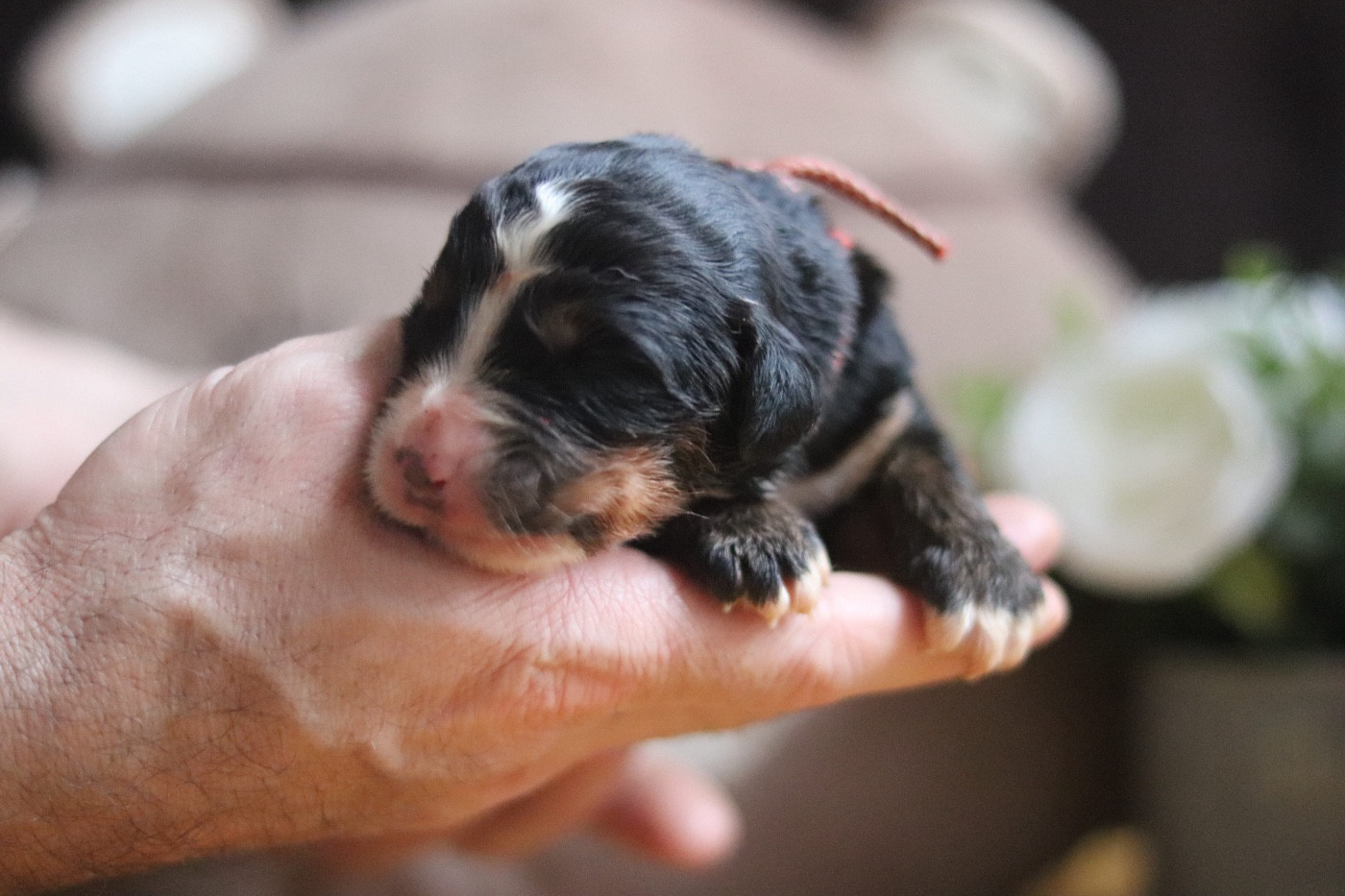 Du Verger Des Beaurepaires - Chiots disponibles - Bouvier Bernois