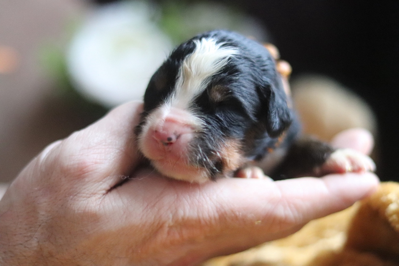 Du Verger Des Beaurepaires - Chiots disponibles - Bouvier Bernois