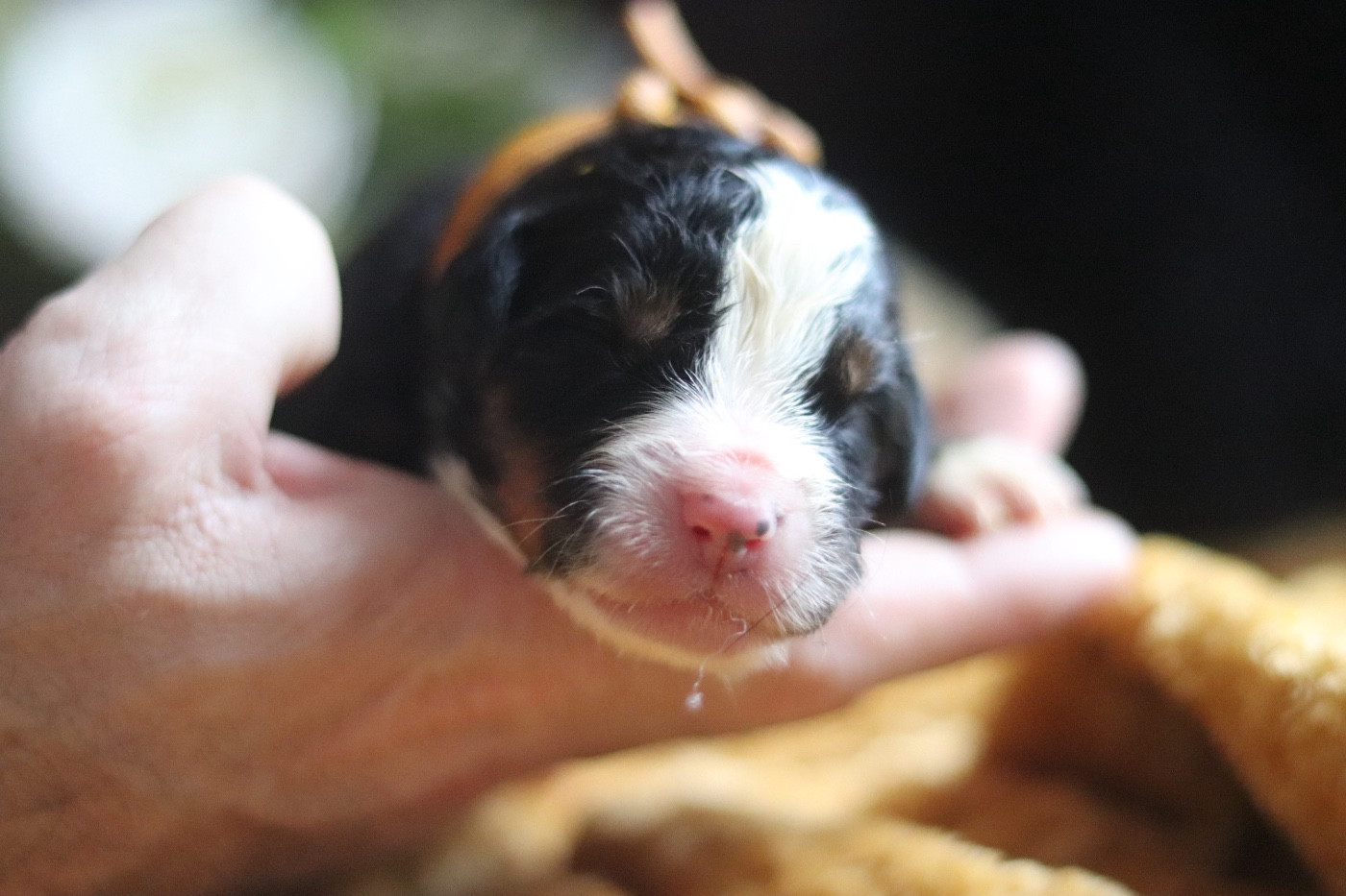 Du Verger Des Beaurepaires - Chiots disponibles - Bouvier Bernois