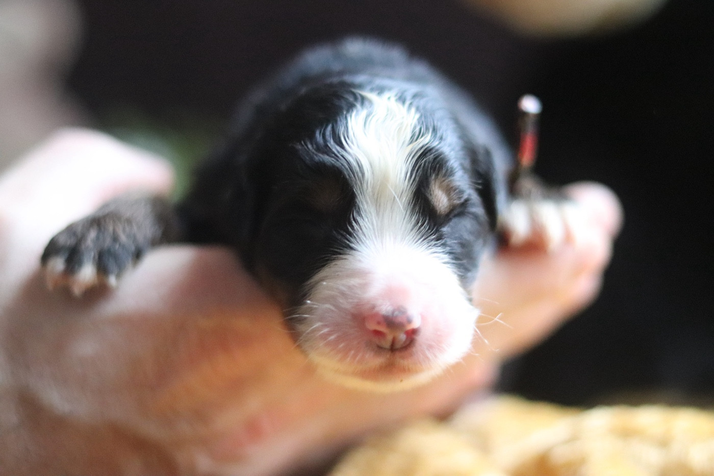 Du Verger Des Beaurepaires - Chiots disponibles - Bouvier Bernois