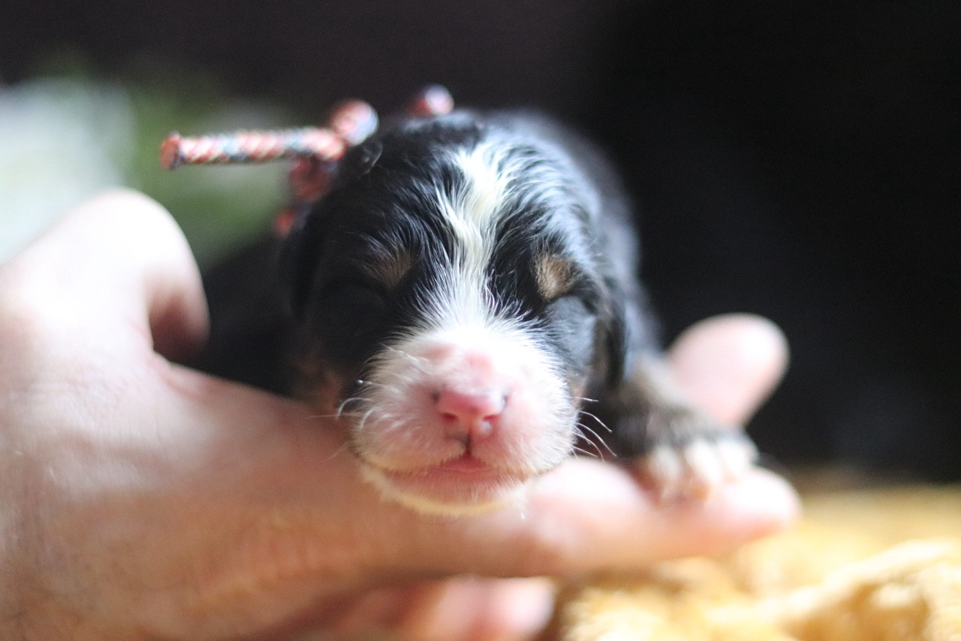 Du Verger Des Beaurepaires - Chiots disponibles - Bouvier Bernois