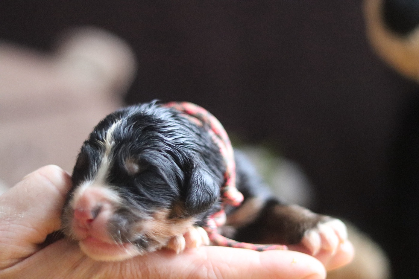 Du Verger Des Beaurepaires - Chiots disponibles - Bouvier Bernois