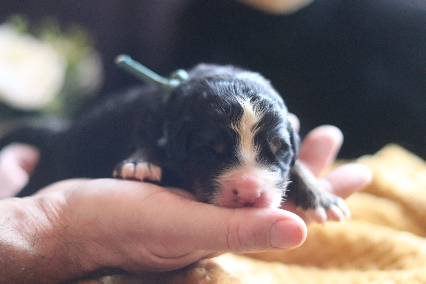 Du Verger Des Beaurepaires - Chiots disponibles - Bouvier Bernois