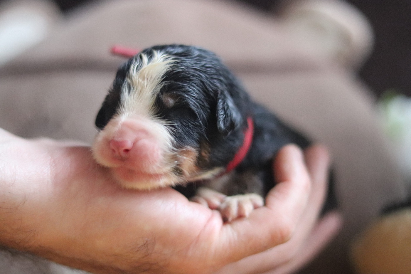 Chiot Bouvier Bernois Du Verger Des Beaurepaires