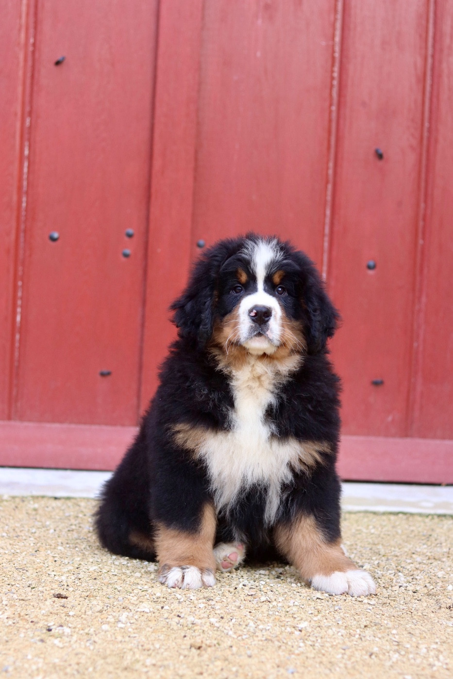 Du Verger Des Beaurepaires - Chiots disponibles - Bouvier Bernois