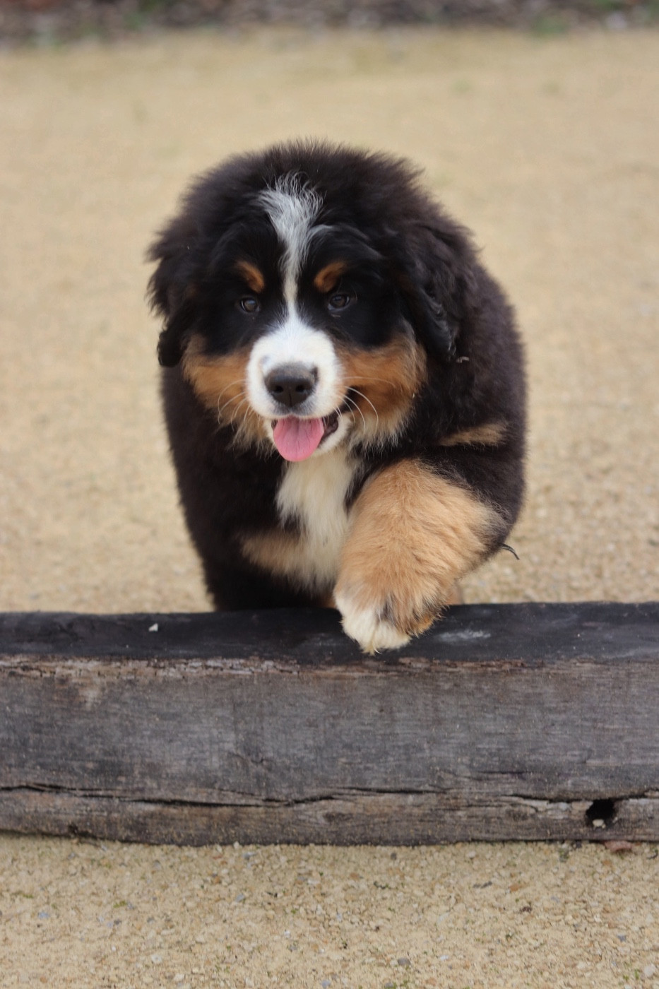 Du Verger Des Beaurepaires - Chiots disponibles - Bouvier Bernois