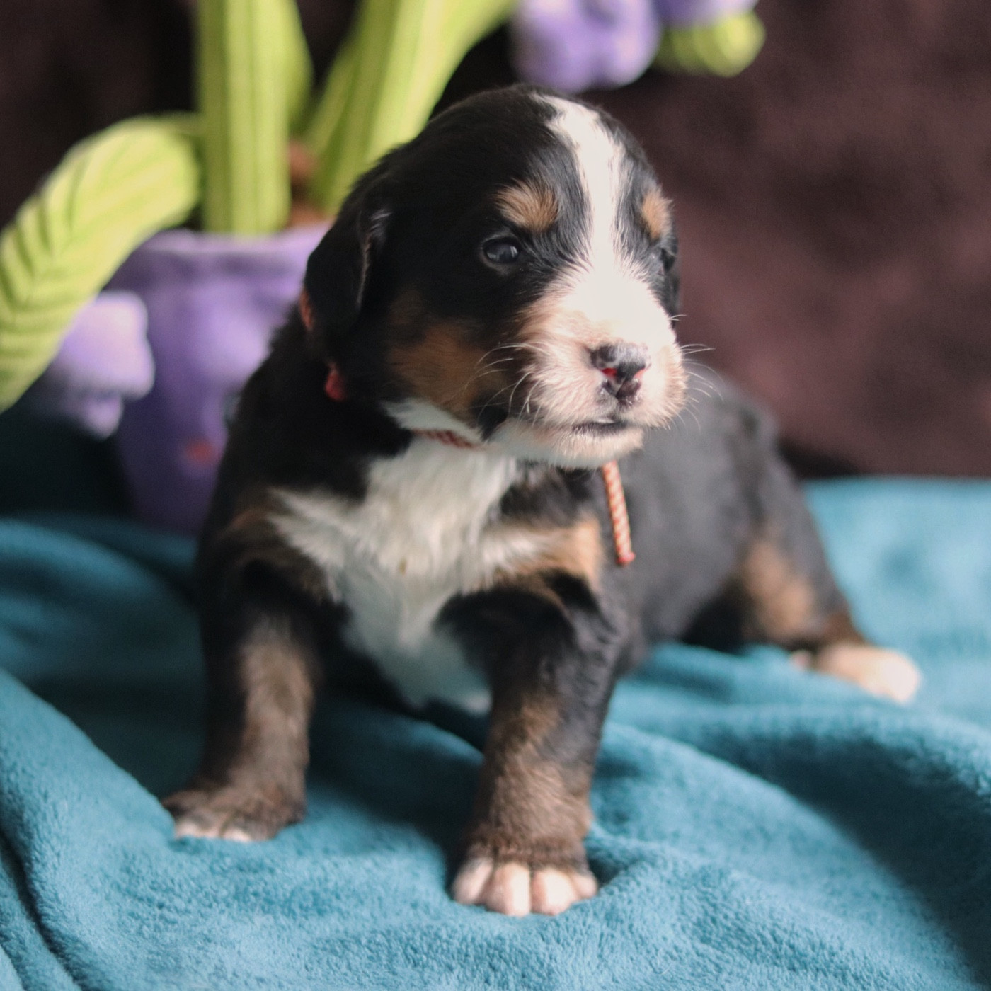 Du Verger Des Beaurepaires - Chiots disponibles - Bouvier Bernois