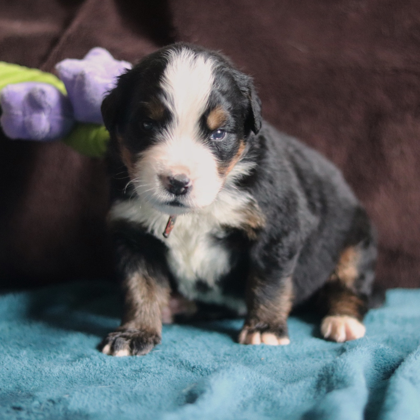 Du Verger Des Beaurepaires - Chiots disponibles - Bouvier Bernois